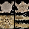 Image result for "ophionereis Reticulata". Size: 97 x 98. Source: www.researchgate.net
