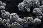 Image result for Semibalanus barnacles. Size: 150 x 98. Source: www.assyntwildlife.org.uk