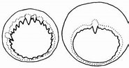 Afbeeldingsresultaten voor "eucleoteuthis Luminosa". Grootte: 185 x 98. Bron: tolweb.org