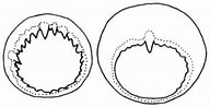 Afbeeldingsresultaten voor Eucleoteuthis luminosa. Grootte: 192 x 98. Bron: tolweb.org
