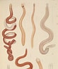 Afbeeldingsresultaten voor Emplectonema neesii. Grootte: 82 x 98. Bron: alchetron.com