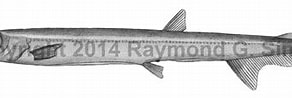 Image result for "lestidiops Jayakari". Size: 292 x 83. Source: watlfish.com