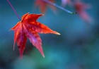 Tamaño de Resultado de imágenes de Red Maple Leaves.: 140 x 98. Fuente: commons.wikimedia.org