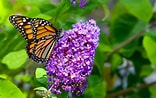Afbeeldingsresultaten voor Butterfly Plants. Grootte: 156 x 98. Bron: animalia-life.club
