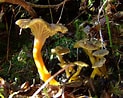 Image result for Cantharellus. Size: 123 x 98. Source: identifier-les-champignons.com