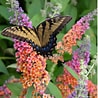 Afbeeldingsresultaten voor Butterfly Plants. Grootte: 98 x 98. Bron: phoenixlandscape.net