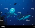Image result for "carcharhinus Wheeleri". Size: 124 x 98. Source: www.alamy.com