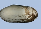 Image result for "lutraria Angustior". Size: 136 x 98. Source: conchsoc.org