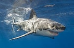 Image result for kleinste haai ter wereld. Size: 151 x 98. Source: wibnet.nl