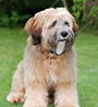 Bilderesultat for Tibetansk Terrier. Størrelse: 90 x 98. Kilde: se.depositphotos.com