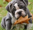 Image result for Engelsk Bulldog. Size: 108 x 98. Source: baggybulldogs.com