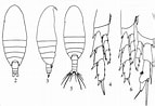 Image result for "nannocalanus Minor". Size: 143 x 98. Source: www.odb.ntu.edu.tw