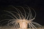 Image result for "hormathia Digitata". Size: 147 x 98. Source: www.seawater.no