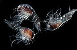 Image result for "paraphronima Crassipes". Size: 151 x 98. Source: ocean.si.edu