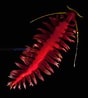 Image result for "tomopteris Ligulata". Size: 88 x 98. Source: visualsunlimited.photoshelter.com