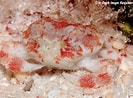 Image result for "nucia Speciosa". Size: 133 x 98. Source: www.underwaterkwaj.com