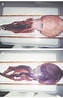 Afbeeldingsresultaten voor Ocythoe tuberculata Anatomie. Grootte: 63 x 98. Bron: www.researchgate.net