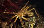 Image result for "hyas Araneus". Size: 152 x 98. Source: www.britishmarinelifepictures.co.uk