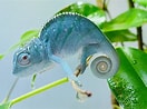 Résultat d’image pour Caméléon bleu. Taille: 132 x 98. Source: www.chameleonforums.com
