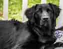 Image result for Flat Coated Retriever. Size: 126 x 98. Source: www.dog-learn.com
