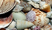 Image result for Seashells. Size: 167 x 98. Source: www.whoi.edu