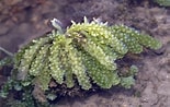 Image result for "caulerpa Racemosa". Size: 155 x 98. Source: www.flickr.com