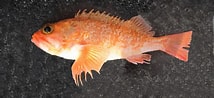 Image result for "helicolenus Dactylopterus". Size: 214 x 98. Source: www.mexican-fish.com