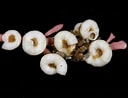 "spirorbis Corallinae" に対する画像結果.サイズ: 128 x 98。ソース: www.aphotomarine.com