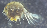 Image result for "orchomenella Gerulicorbis". Size: 162 x 98. Source: www.researchgate.net