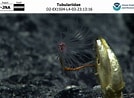 Image result for Tubulariidae. Size: 134 x 98. Source: www.ncei.noaa.gov