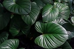 Afbeeldingsresultaten voor Snake Plant With Dark Green Leaves. Grootte: 148 x 98. Bron: www.pinterest.ph