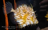 Image result for Chaetoderma Habitat. Size: 155 x 98. Source: www.oceanlight.com