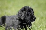 Image result for Flat Coated Retriever Opprinnelse. Size: 151 x 98. Source: www.thesprucepets.com