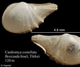 Image result for "cardiomya Costellata". Size: 117 x 98. Source: www.marinespecies.org