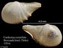 Image result for Cardiomya costellata Klasse. Size: 129 x 98. Source: www.marinespecies.org