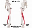 Afbeeldingsresultaten voor Musculus Gracilis Pees. Grootte: 109 x 98. Bron: bodyworksprime.com
