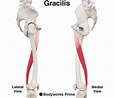 Afbeeldingsresultaten voor Musculus Gracilis Gray's Anatomy. Grootte: 114 x 98. Bron: bodyworksprime.com