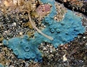 Image result for "hymedesmia Baculifera". Size: 126 x 98. Source: www.pinterest.com