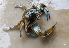 Image result for Blue Swimming Crab in Sri Lanka. Size: 139 x 98. Source: www.americanoceans.org