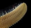 Image result for "pherusa Plumosa". Size: 107 x 98. Source: micksmarinebiology.blogspot.com