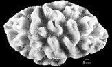 Image result for Manicina areolata Feiten. Size: 163 x 98. Source: nmita.rsmas.miami.edu