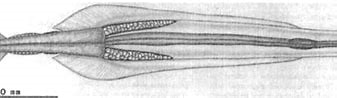 Image result for Eukrohnia bathypelagica Familie. Size: 337 x 72. Source: www.dnr.sc.gov