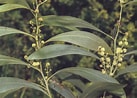 Image result for Ascandra falcata Geslacht. Size: 137 x 98. Source: resources.austplants.com.au