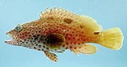 Afbeeldingsresultaten voor "epinephelus Adscensionis". Grootte: 185 x 98. Bron: www.fishbase.se