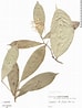 Afbeeldingsresultaten voor Quadrella Sereni. Grootte: 74 x 98. Bron: plantidtools.fieldmuseum.org