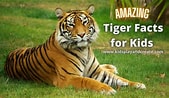 Image result for Tiger Kinder. Size: 169 x 98. Source: www.kidsplayandcreate.com