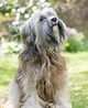Bilderesultat for Tibetansk Terrier. Størrelse: 80 x 98. Kilde: www.omlet.nl