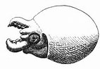 Afbeeldingsresultaten voor Ocythoe tuberculata Anatomie. Grootte: 142 x 98. Bron: tolweb.org