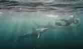 Image result for Black Pit Shark. Size: 165 x 98. Source: seaunseen.com