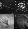 Afbeeldingsresultaten voor "mnemiopsis Maccradyi". Grootte: 97 x 98. Bron: www.researchgate.net